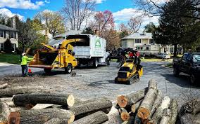 How Our Tree Care Process Works  in  Jenison, MI